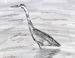 Grey Heron sketch